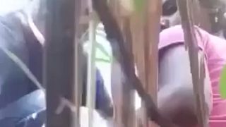 Ngentot Di Kebun Tebu, Pasangan Kampung Ngehe Abis